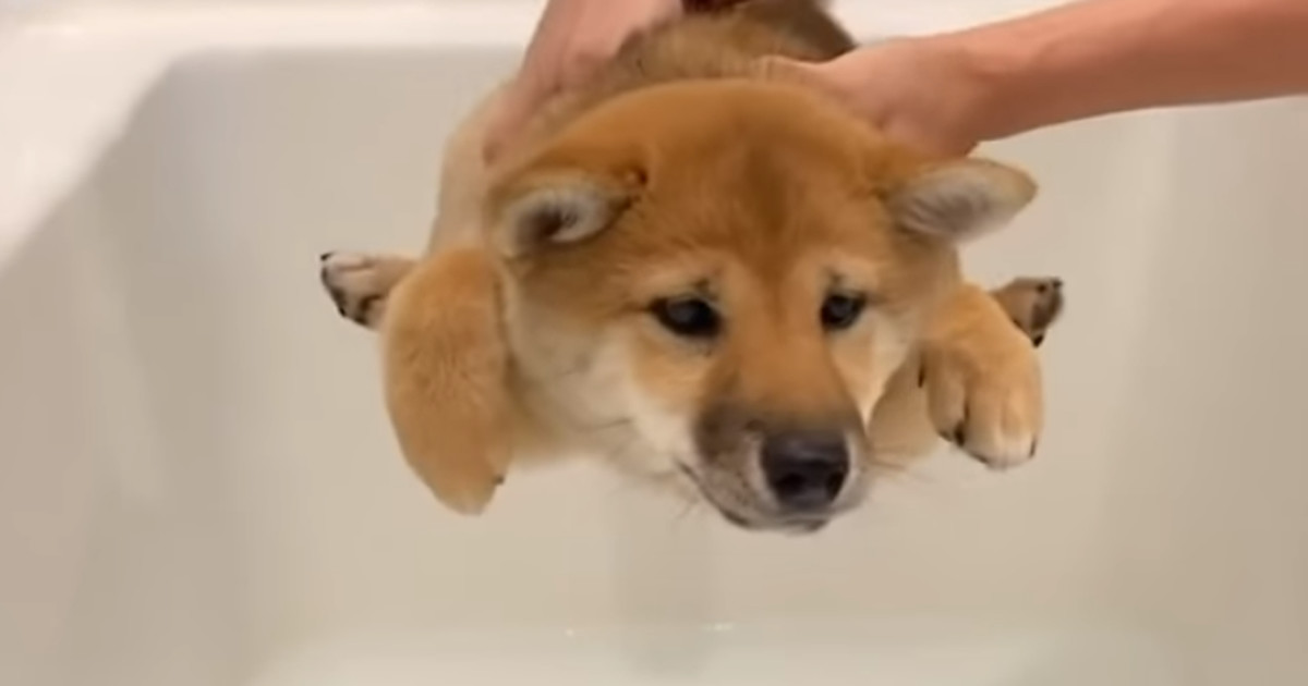 空中遊泳の練習中 お風呂が嫌で足を全力で上にあげる柴犬の子犬ちゃん ほっこりはん