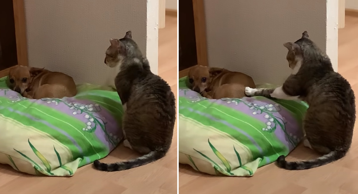 ちょこんと犬に優し くタッチする猫ちゃん 謙虚な姿勢でお願いするかのような姿が面白い ほっこりはん