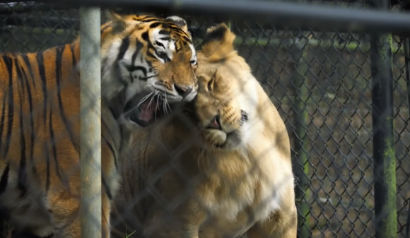 珍しい友情 一緒に過ごすことで幸せになれるライオンとトラの絆 ほっこりはん