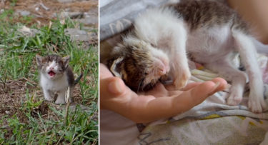保護主さんに甘える姿にほっこり！感染症で目が開かずに彷徨っていた子猫が早期救出で命を繋ぐ