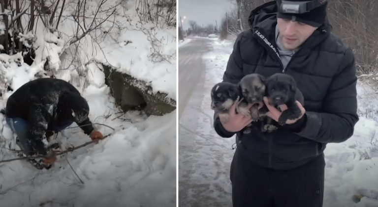 極寒の地で凍えていた野良犬親子 母犬の勇気ある行動のおかげで無事救出 ほっこりはん