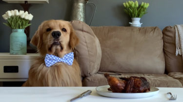 美味しそうなチキンの誘惑！ゴールデンレトリバーのタッカー君は飼い主さんの「待て」を守ることができるかな？