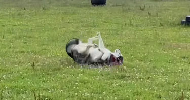 YouTubeで大人気なハスキーのキー君が「スタント犬」と呼ばれるようになった理由とは？