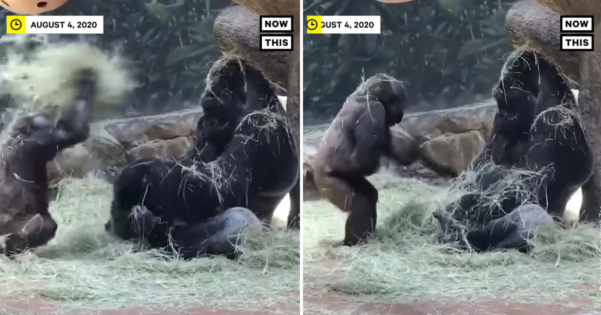 コロナ禍の子育てが大変なのは動物も同じ 子供の遊び相手になることを諦めたゴリラが面白い ほっこりはん