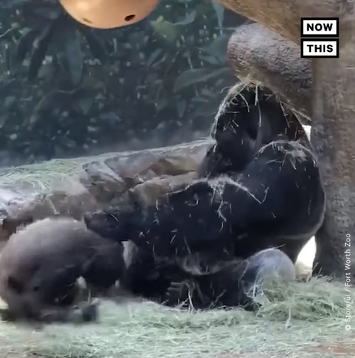 コロナ禍の子育てが大変なのは動物も同じ 子供の遊び相手になることを諦めたゴリラが面白い ほっこりはん