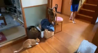 「来るぞ来るぞ…」待ち伏せする猫のちくわ君と、それに全力で応える妹子さん。猫と人間のほっこりする鬼ごっこ