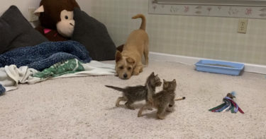 2匹の子猫たちに追い詰めらているケアーンテリアのカービー君。保護猫ちゃんとワンコのほっこりな一コマ