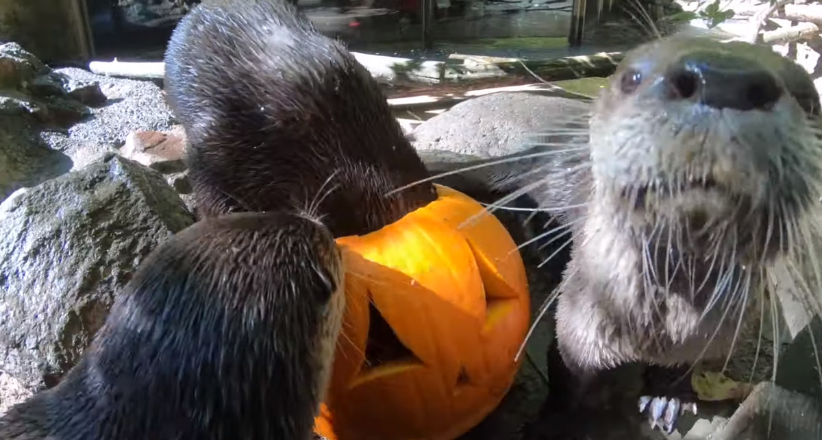 お魚くれなきゃイタズラするぞ ハロウィンを楽しむカワウソたちが可愛い ほっこりはん