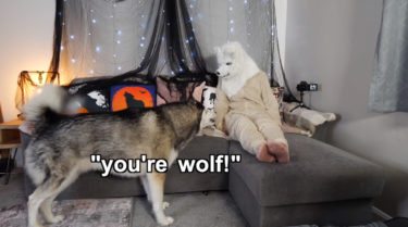 オオカミに仮装した飼主さんを見て戸惑うシベリアンハスキーの反応が面白い！