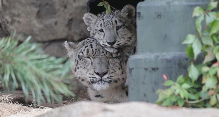 ユキヒョウ ほっこりはん