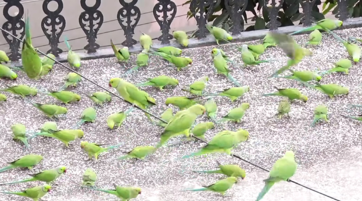 圧巻 毎日ワカケホンセイインコの群れが訪れるお宅に ご近所さんもほっこり ほっこりはん