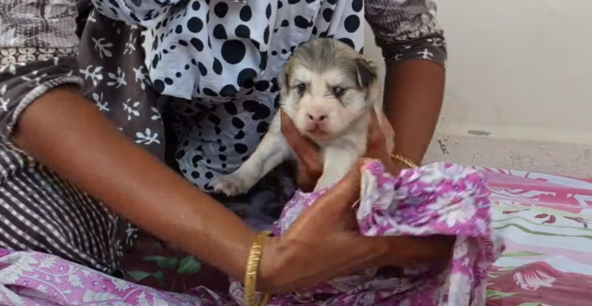 お猿さん にそっくりなワンちゃんが生まれた この子は一体何者 ならぬ何犬 ほっこりはん