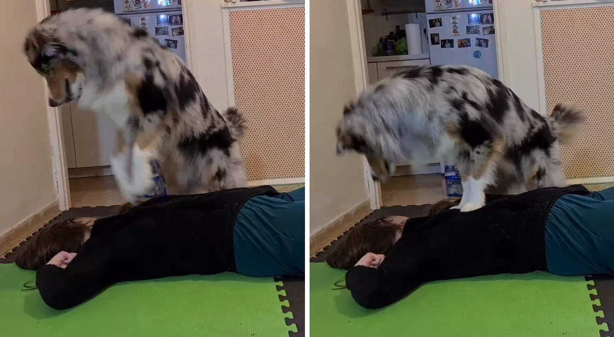 昏倒した飼い主に心臓マッサージを施すオーストラリアン シェパードのクーパー君 ほっこりはん 昏倒した飼い主に心臓マッサージを施すオーストラリアン シェパードのクーパー君 ほっこりはん