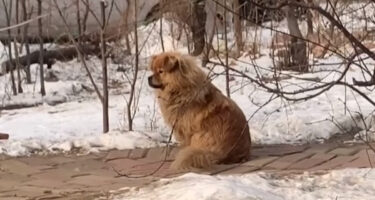 中国にもいた忠犬ハチ公？飼い主さんが亡くなって５年経ってもずっと待ち続けるワンちゃん！