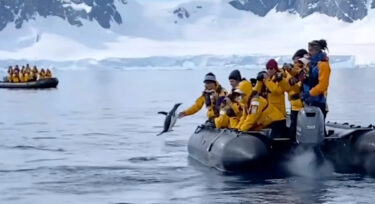 大ピンチ！観光客が見守る中シャチから逃げるペンギン→まさかの場所に避難成功！