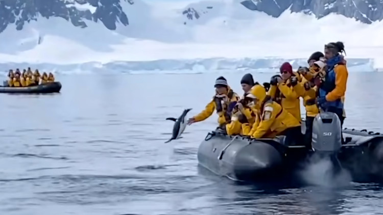 大ピンチ 観光客が見守る中シャチから逃げるペンギン まさかの場所に避難成功 ほっこりはん