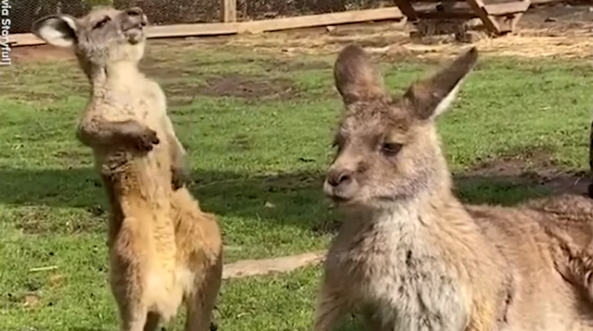 カイカイカイ 気持ち良さそうにお腹をさする子供のカンガルーが可愛い ほっこりはん