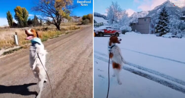 事故で前足を一本失くした犬が、元気に後ろ足2本で人間の様に歩く！（アメリカ）