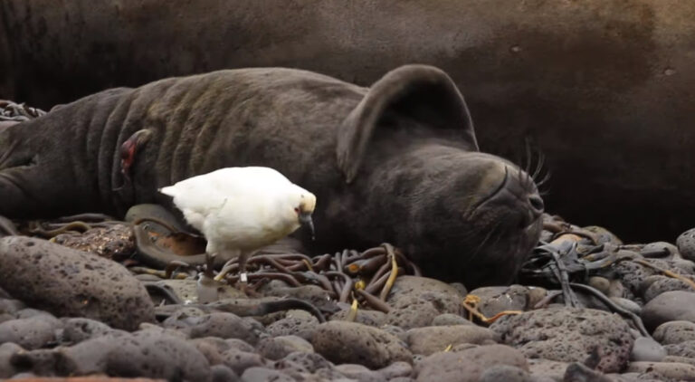 気持ちよさそうに寝ているゾウアザラシの赤ちゃんをクチバシでつついて起こす鬼畜な鳥あらわる ほっこりはん