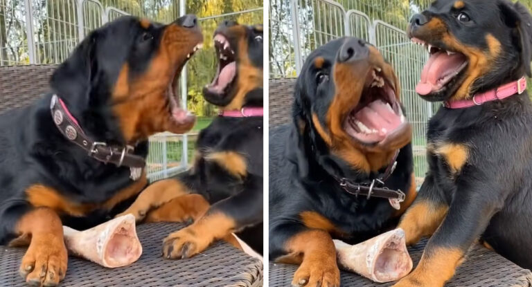 子犬の頃から強そう 2匹のロットワイラーがオヤツの奪い合いをするところがなんだか可愛い ほっこりはん