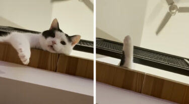 ロフトの上から覗く猫の顔と鳴き声が可愛いくてほっこり