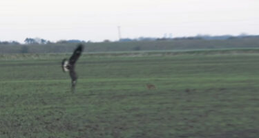 まるで向かってくる車を飛び越えるスタントシーン！イヌワシに捕まりそうになった野ウサギがジャンプして攻撃を躱す！
