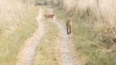 「あれっ、追ってこないの？」トラと正面で対峙した子鹿さん、食べられてしまうかと思いきや…