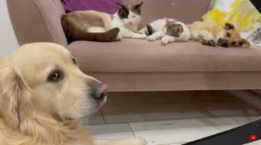 「僕の座る場所がない！」猫と子犬がソファを占領してることにショックを受けたゴールデンレトリバーのジト目が可愛い