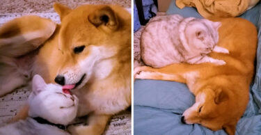 猫「マッサージしてあげる♪」犬「可愛い奴……」遊ぶ時も寝る時も一緒な仲良しすぎる柴犬と猫