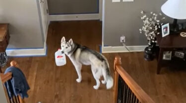 犬「いいものみ～つけた。バレないうちに…」飼い主さん「……」犬「やべ…見つかった…」