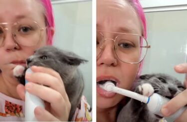 子猫「どうしても噛みたい！」電動歯ブラシに夢中な猫ちゃんが可愛い(オーストラリア)