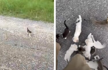 「一緒に遊ぼ～！」。草むらからぞくぞくと出てくる甘えん坊の子猫ちゃん達